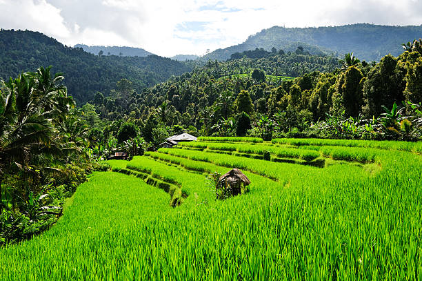 istock Rice paddies Indonesia crops green grass bali hut 182758285