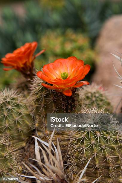 Orange Cactus Puerco Espín En Flor Foto de stock y más banco de imágenes de Brote - Brote, Cactus de Flor Roja, Cactus puerco espín