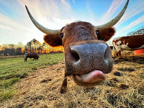 Funny close up of a horned bull with its tongue sticking out in a  pasture. Shot on a regenerative farm in North Carolina, USA