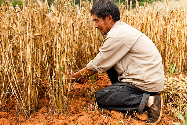 istock Farmer and Wheat Field 182758550