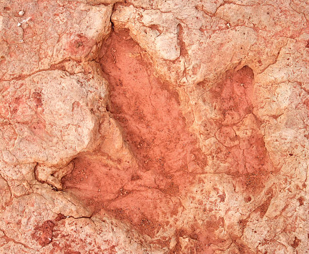 istock Dinosaur fossil footprint 182758588