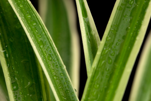 a houseplant background with water droplets