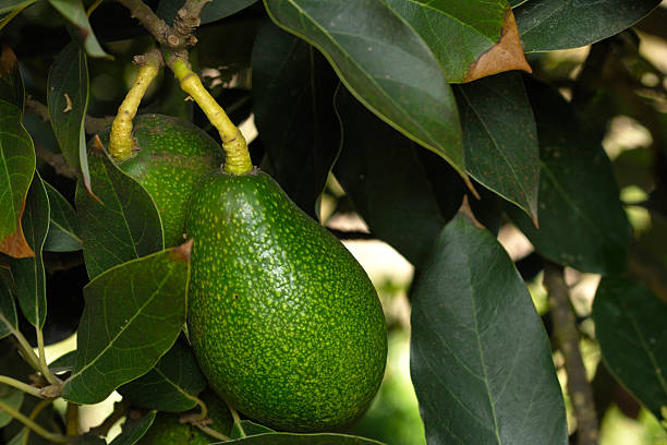 istock Close-up of Avacado Rippening on Tree 182758717