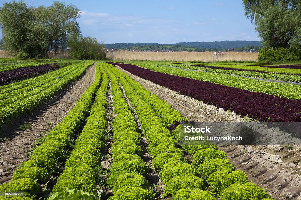 Feld voll Salate. - Lizenzfrei Blau Stock-Foto