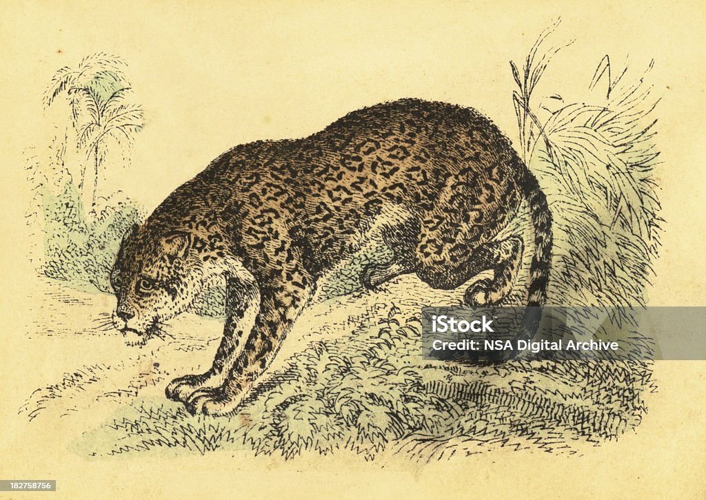 Jaguar Vintage Color Engravings Stock Illustration - Download Image Now -  Jaguar - Cat, Engraved Image, Engraving - iStock