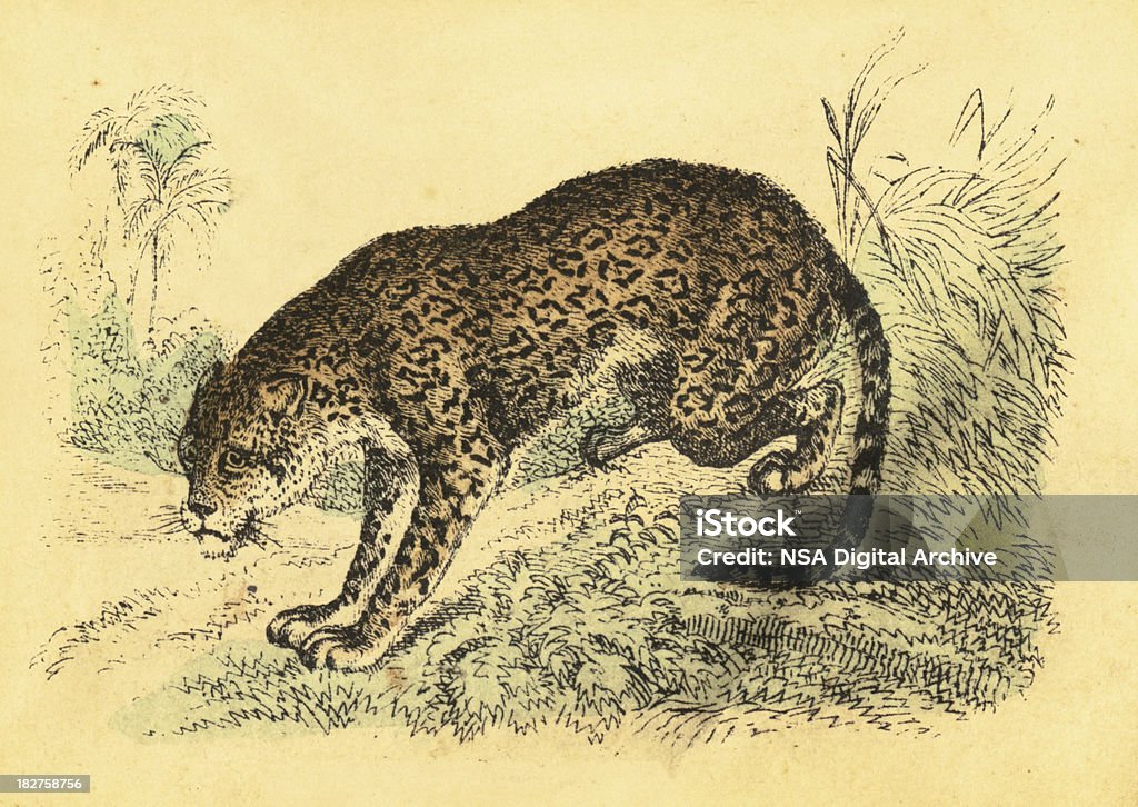 Jaguar Vintage Color Engravings Stock Illustration - Download Image Now - Jaguar - Cat, Engraved Image, Engraving - iStock Jaguar Vintage Color Engravings Stock Illustration - Download Image Now - Jaguar - Cat, Engraved Image, Engraving - iStock