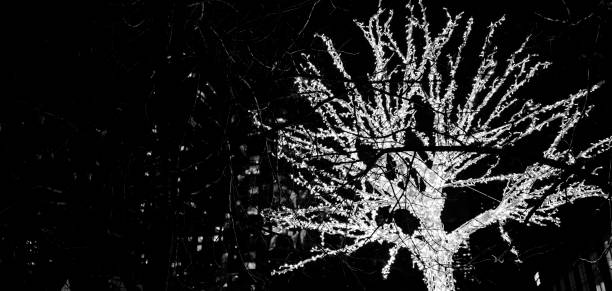 Christmas tree to serve as design element and backgrounds. Monochrom camera shoot. Authentic photography without AI.