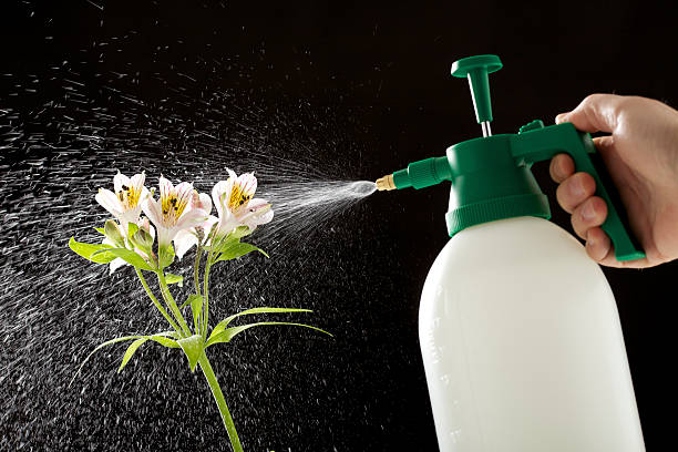 istock Man Spraying With a Garden Bottle 182758897