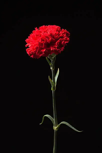 Red Carnation flower on black background.