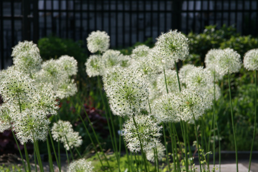 white allium blossoms (lily family) in an ornamental garden - shallow DOF