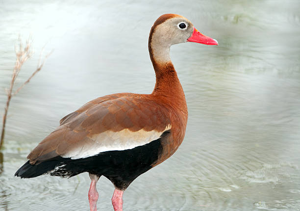 Black-bellied Whistling Duck