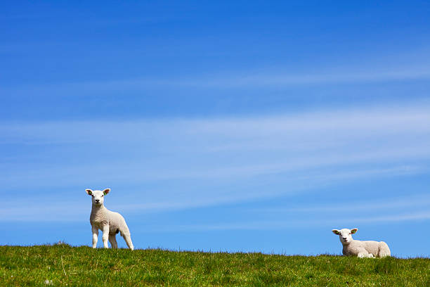 Young lambs on a meadow, springtime