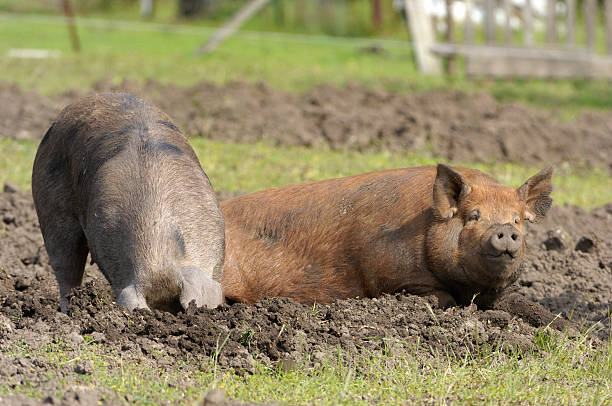 istock Two Pigs Foraging for Food 182759462