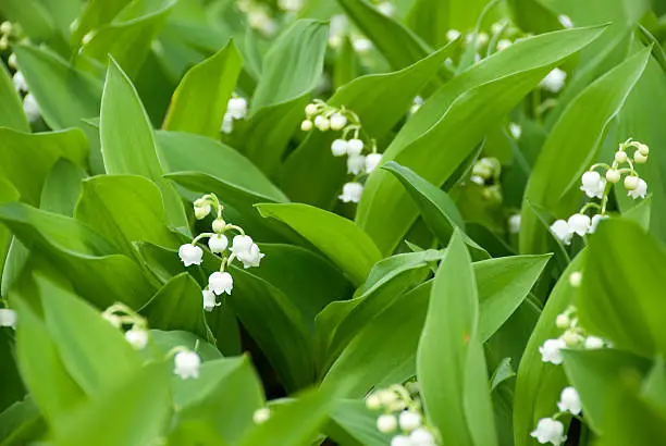 Lily of the Valley.