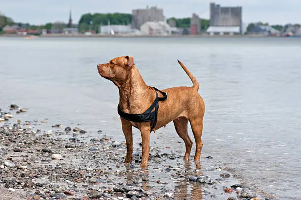 American Pit Bull Terrier(rednose)standing in the water's edge