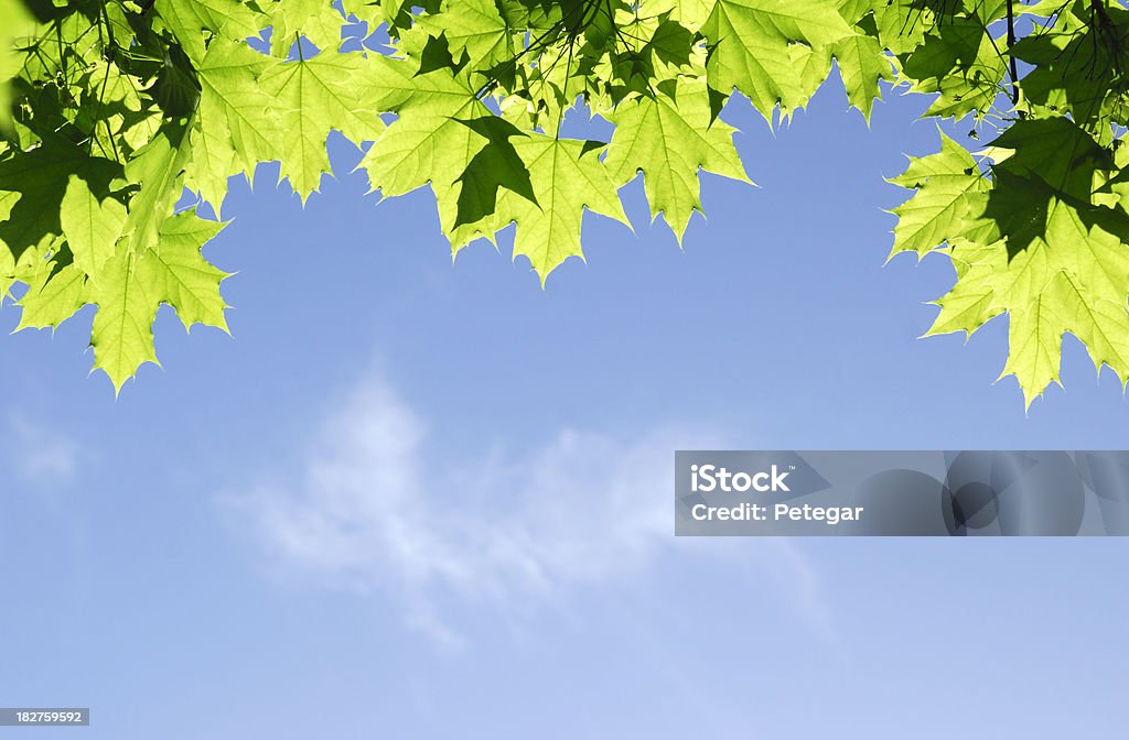 Grüne Blätter gegen den Himmel - Lizenzfrei Ast - Pflanzenbestandteil Stock-Foto