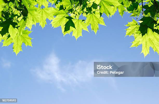 Зеленые Листья Против Неба — стоковые фотографии и другие картинки Без людей - Без людей, Весна, Ветвь - часть растения