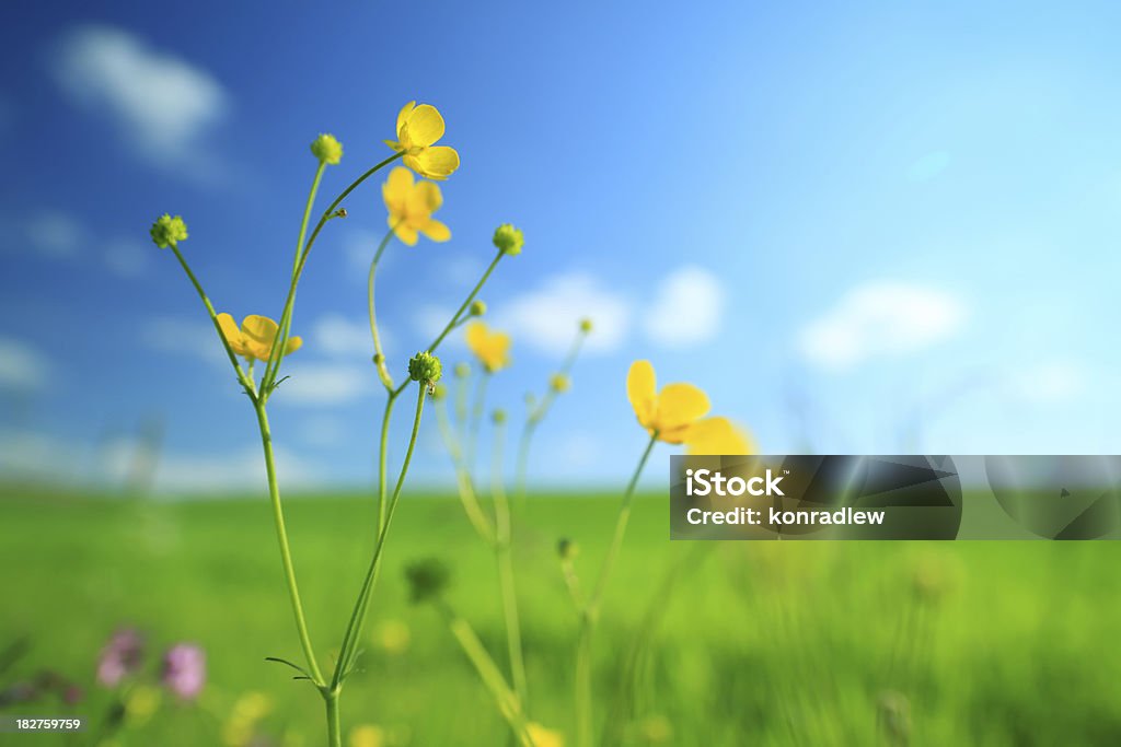 Prado con flores y césped verde - Foto de stock de Aire libre libre de derechos