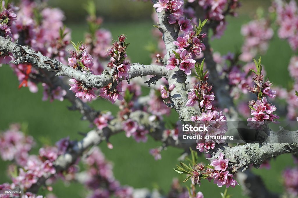 Flores de Pêssego - Royalty-free Flor Foto de stock