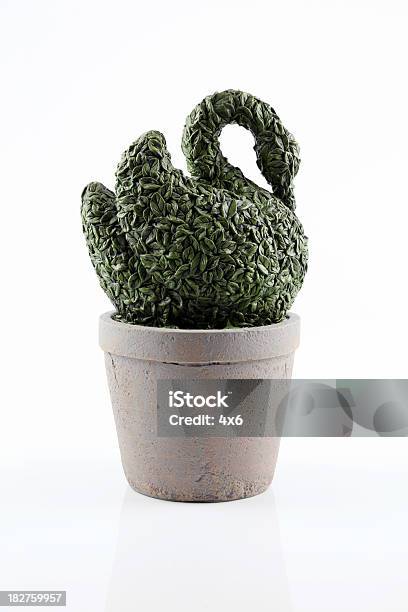 Isolated Plant Trimmed To Look Like A Swan Stock Photo - Download Image Now - Green Color, Swan, Animal