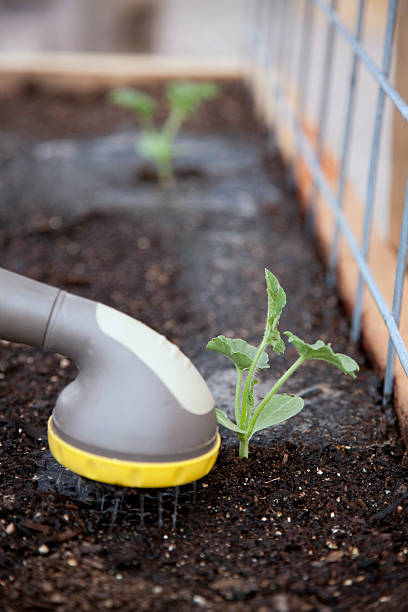 istock Planting in a Garden Box Series 182760047