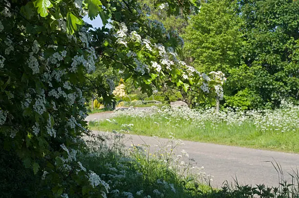 Spring photo with hawthorn and cow-parsley and road