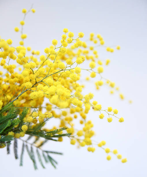 istock Yellow Acacia Tree Flowers 182760297