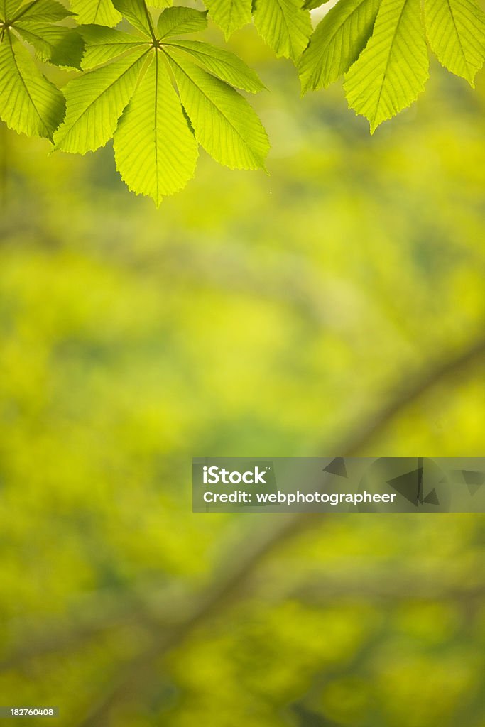 Folhas verdes - Foto de stock de Beleza natural - Natureza royalty-free