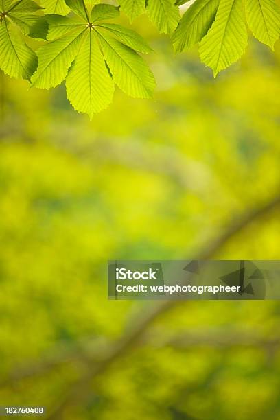 Foto de Folhas Verdes e mais fotos de stock de Beleza natural - Natureza - Beleza natural - Natureza, Botânica - Assunto, Característica da planta