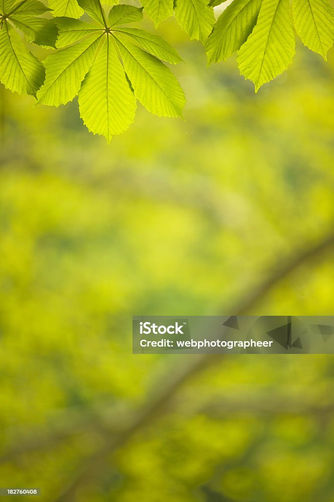 Зеленые листья - Стоковые фото Атрибут растения роялти-фри