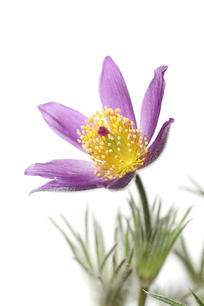 beautiful pulsatilla vulgaris or pasque flowerused in homeopathy