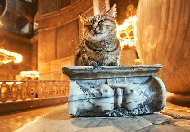 cat in istanbul-dentro del museo de hagia sophia - byzantine aya sofya light lighting equipment fotografías e imágenes de stock