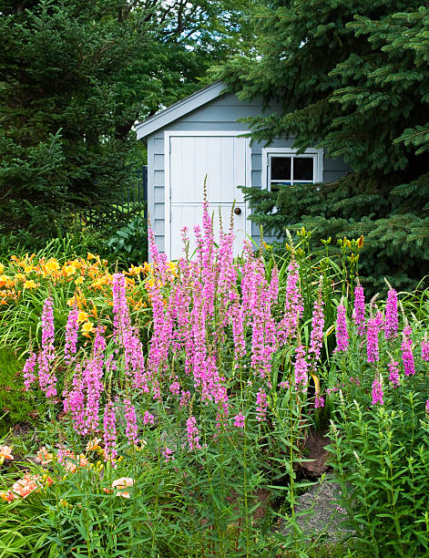 Garden Shed A garden potting shed framed by vibrant Purple Loosestrife (Lythrum salicaria). lythrum salicaria purple loosestrife stock pictures, royalty-free photos & images