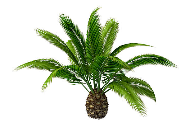 Canariensis Palm Ananas/Pineapple Tree on White Background (XXXL) "High Resolution Canariensis Palm Ananas/Pineapple Tree Render, 3D Image;" ananas stock pictures, royalty-free photos & images