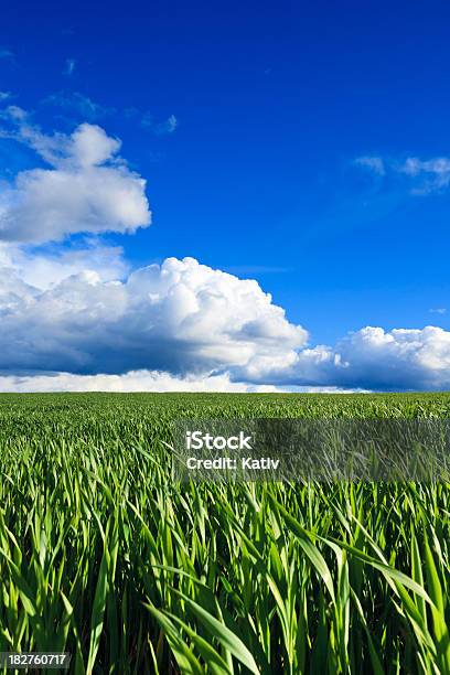 No Prado Primavera - Fotografias de stock e mais imagens de Acessibilidade - Acessibilidade, Agricultura, Ajardinado