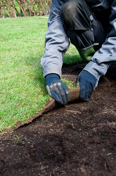istock New turf is being rolled out in a garden 182760781
