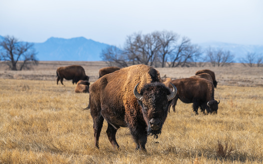 Big Bison Closeup Face On The White Background