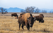A herd of bison grazing on the prairie with mountains in the background.