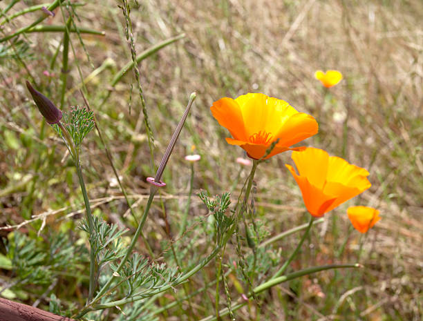istock Golden Poppy 182760970