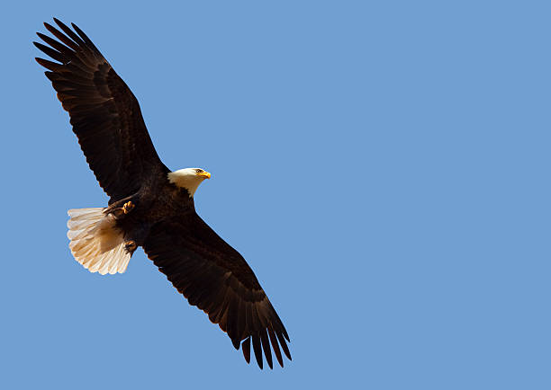 istock American Bald Eagle Flying Free in Blue Sky, Freedom, Leadership 182761046