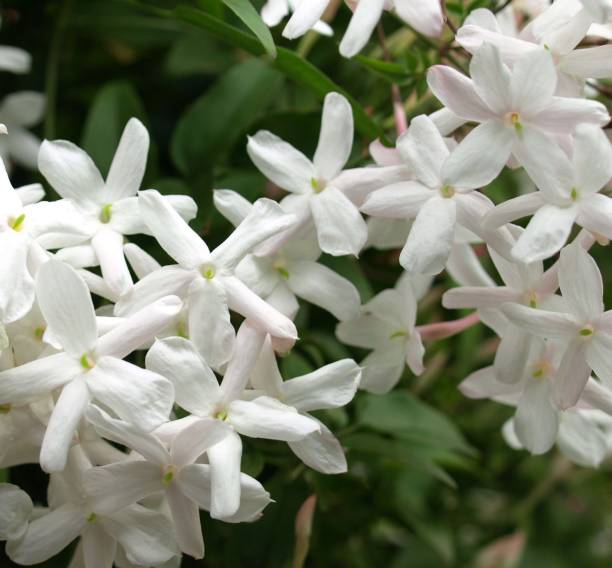 istock jasmine flowers in the garden. 1827611464