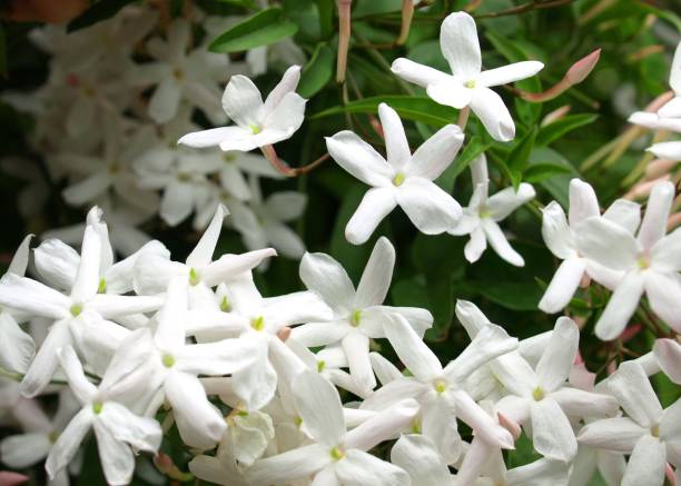 istock jasmine flowers in the garden. 1827611466
