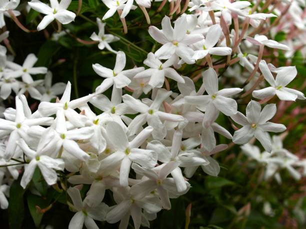 istock jasmine flowers in the garden. 1827611470