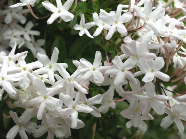 istock jasmine flowers in the garden. 1827611473