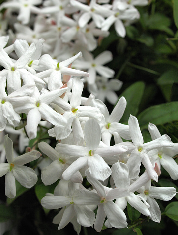 jasmine flowers in the garden.