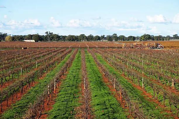 vineyard in the coonawarra with logging truck passing in background