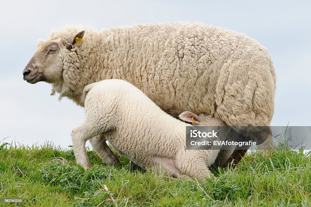 Boire d'agneau - Photo de Agneau - Animal libre de droits