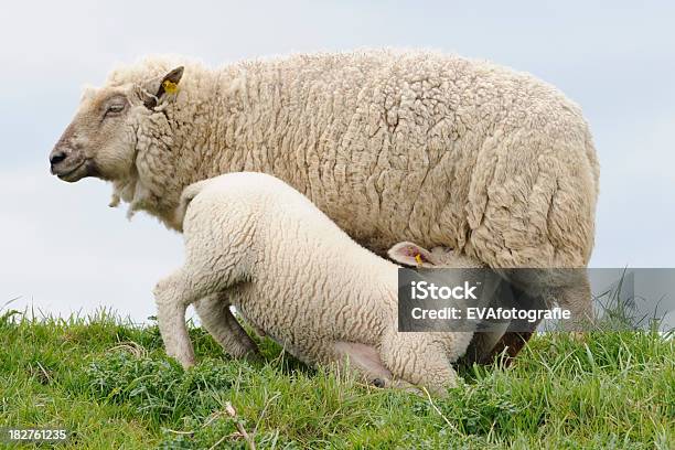 Photo libre de droit de Boire Dagneau banque d'images et plus d'images libres de droit de Agneau - Animal - Agneau - Animal, Animal femelle, Boire