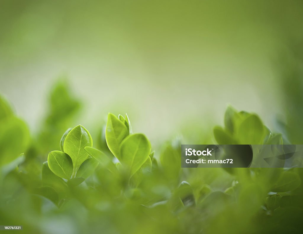Blatt Nahaufnahme auf grünem Hintergrund - Lizenzfrei Abstrakt Stock-Foto