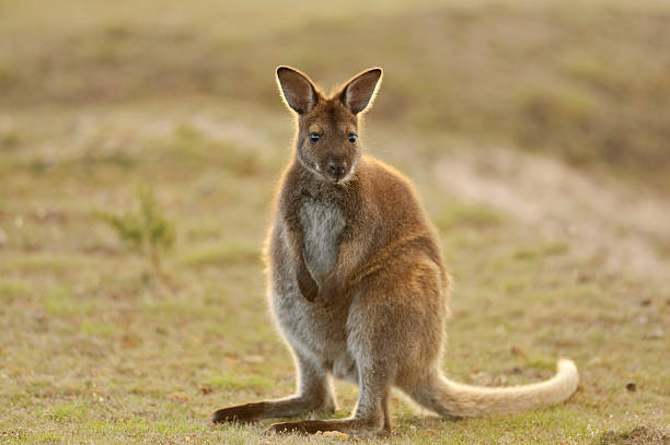 왈라비 - wallaby 뉴스 사진 이미지